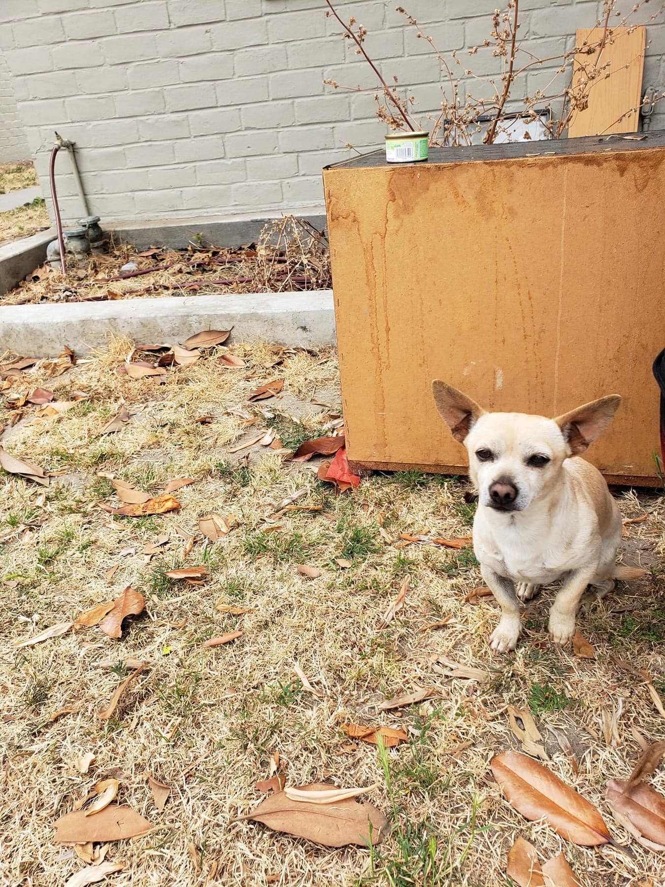 tiny dog