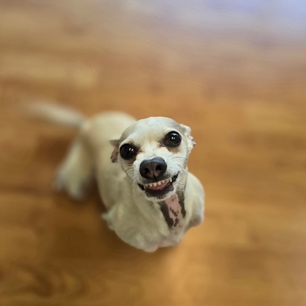 tiny dogs big smile