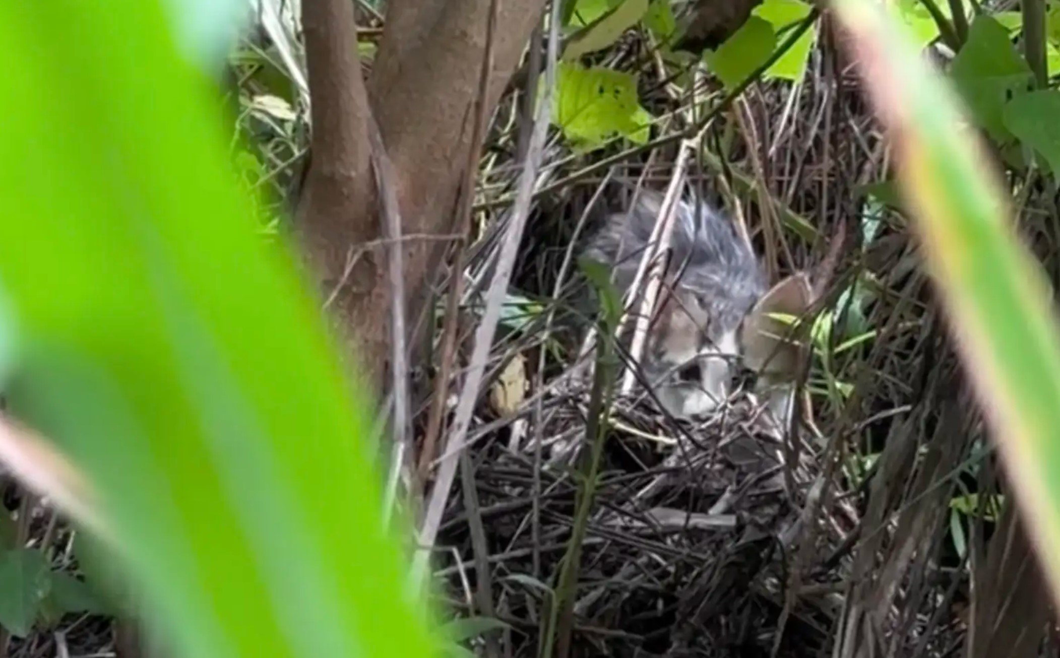 tiny furry animal hiding in the bushes 