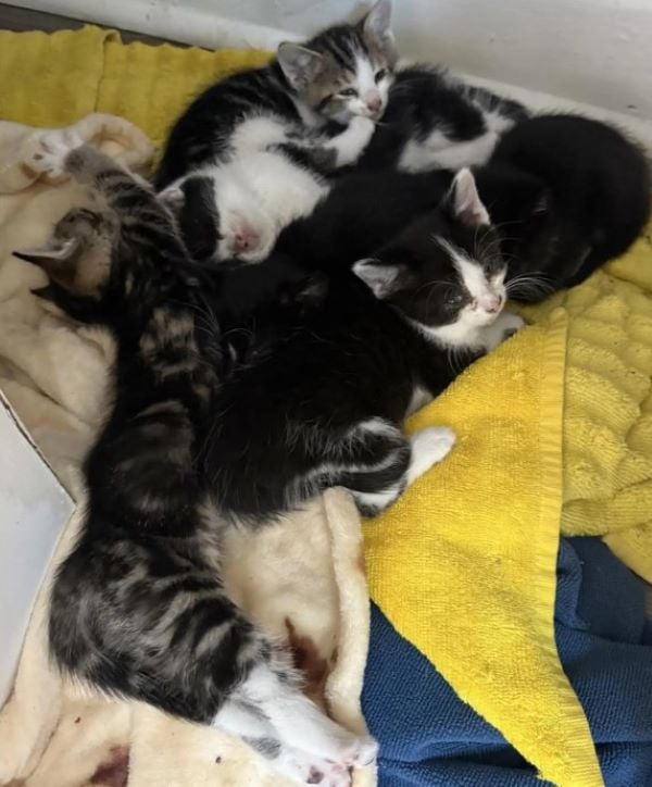 tiny kittens