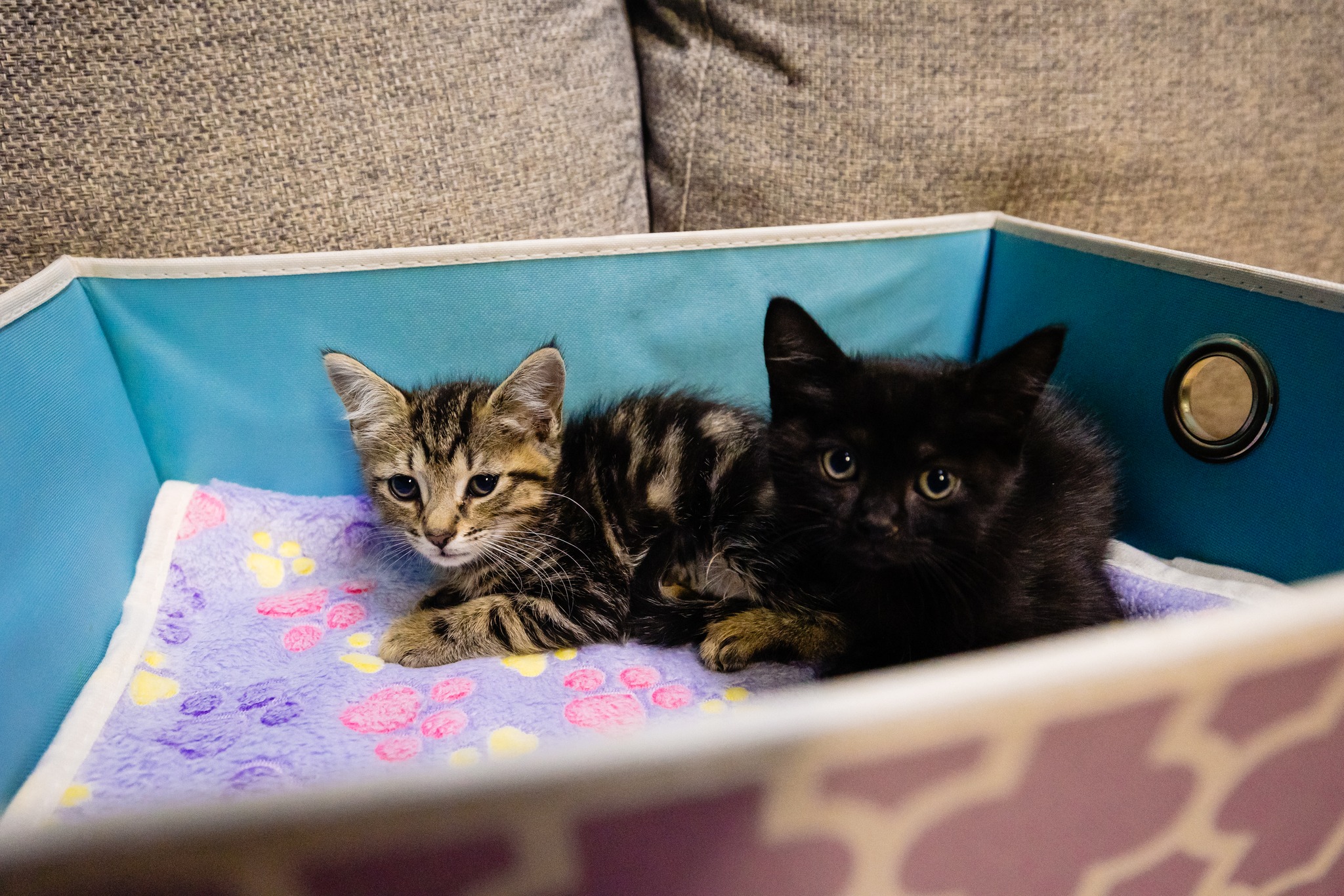 tiny kittens