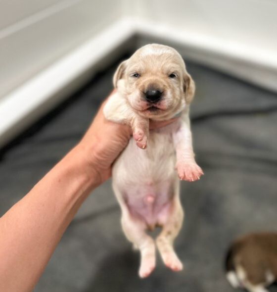 tiny newborn puppy