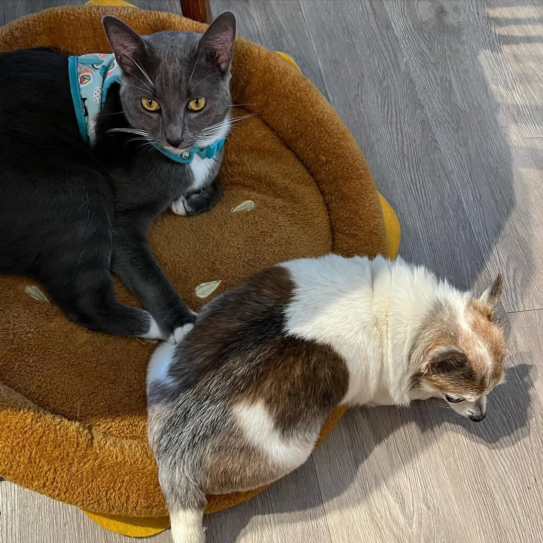 tiny pup and a cat 
