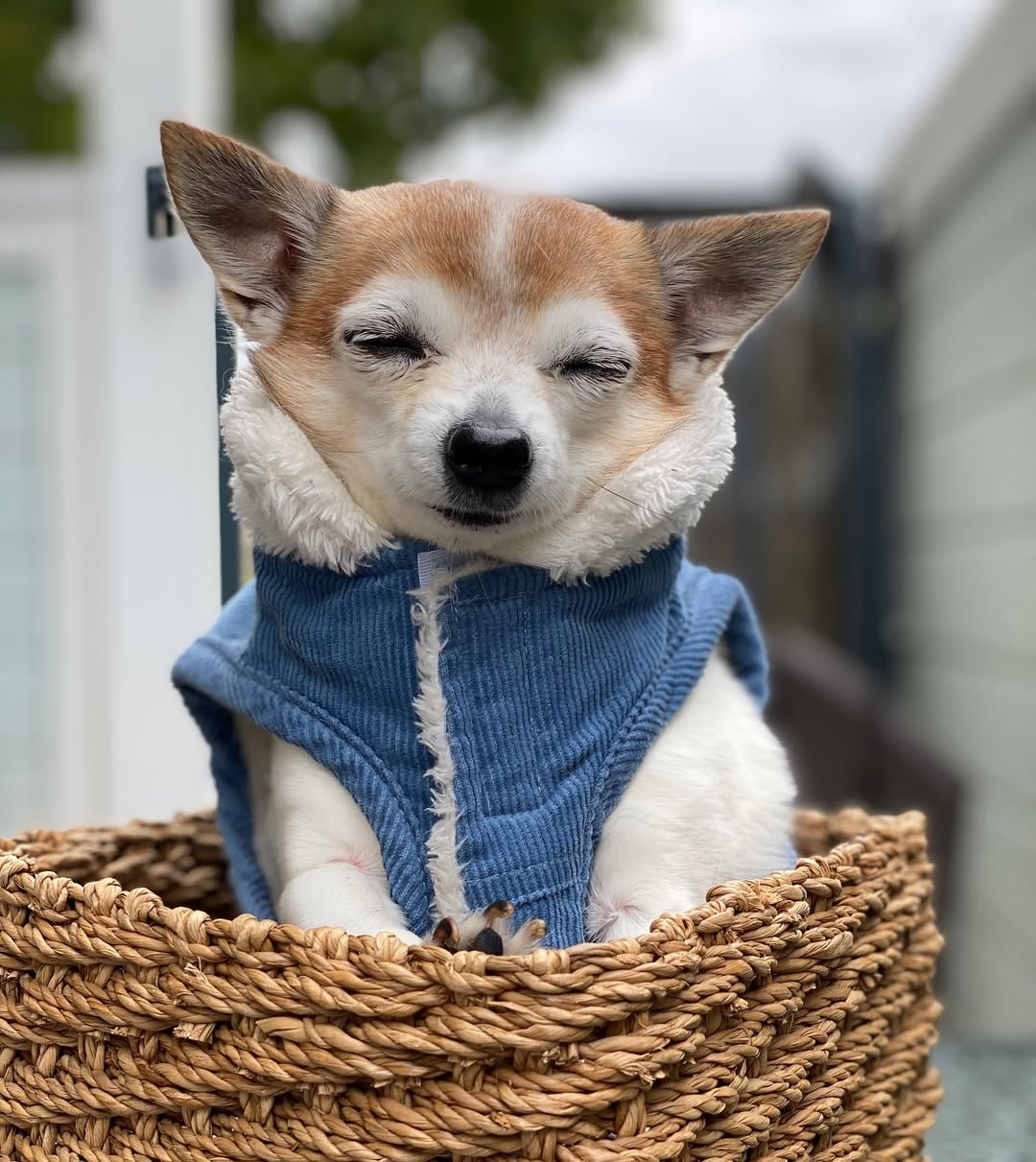 tiny pup in blue coat 