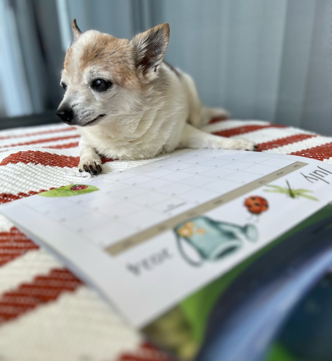 tiny pup next to a calendar 