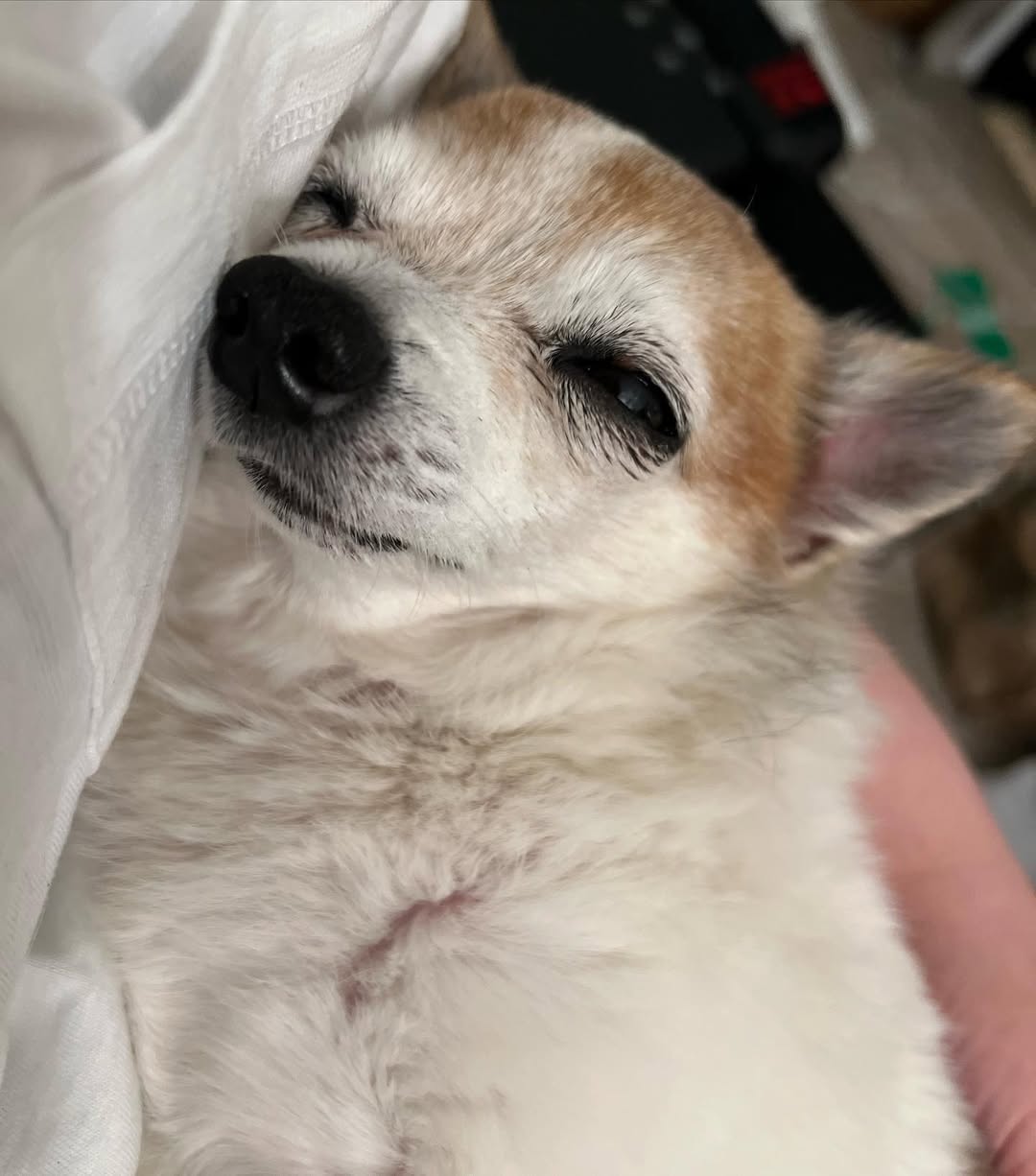 tiny pup sleeping 