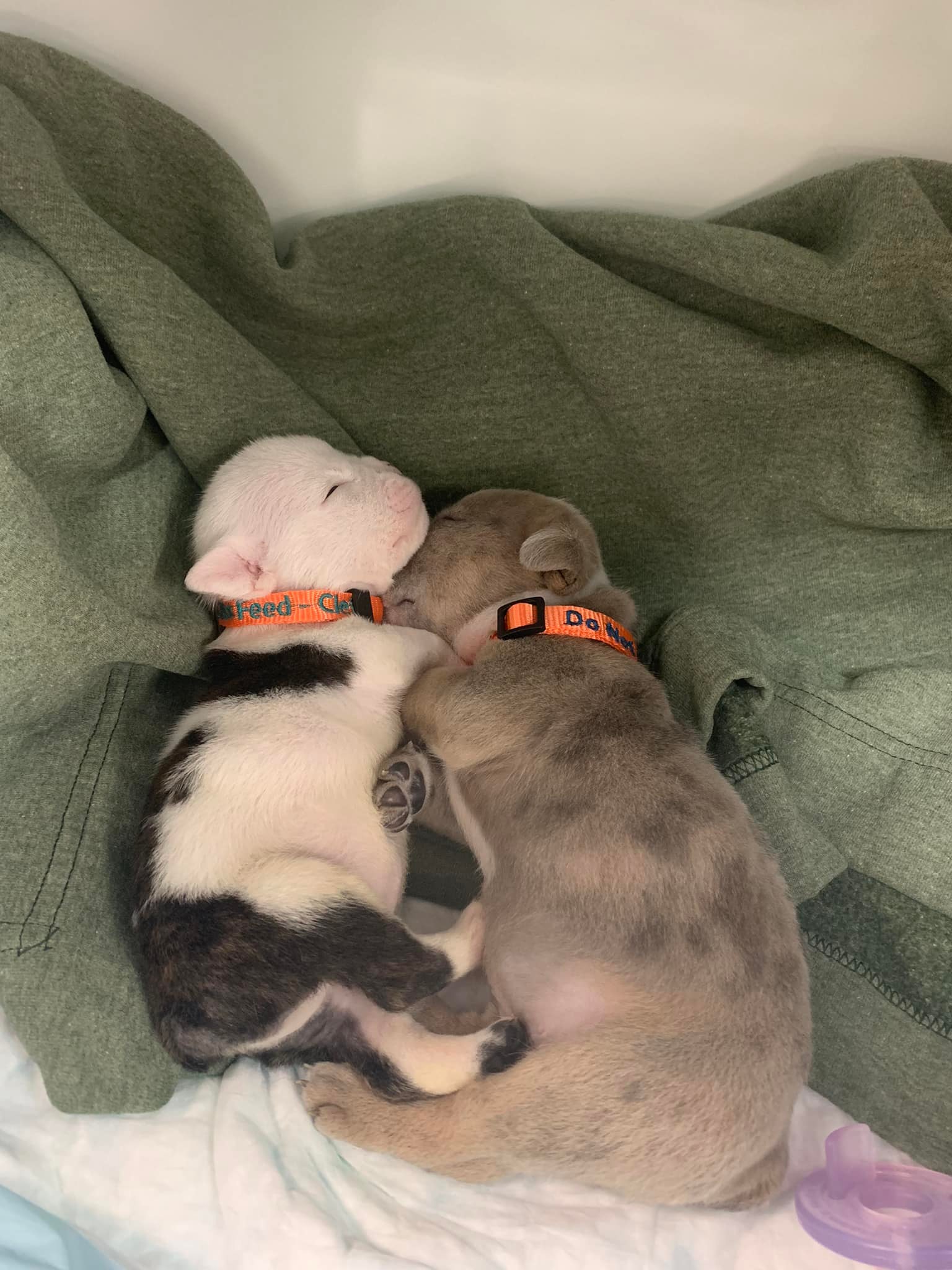 tiny puppies cuddling together 
