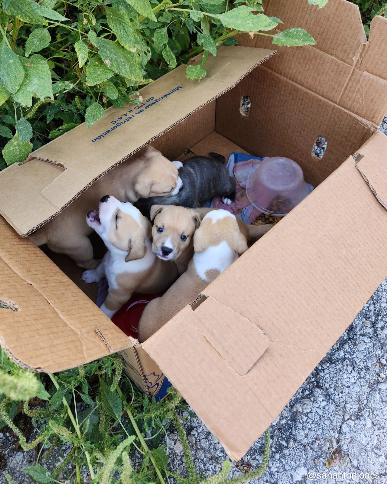 tiny puppies in box