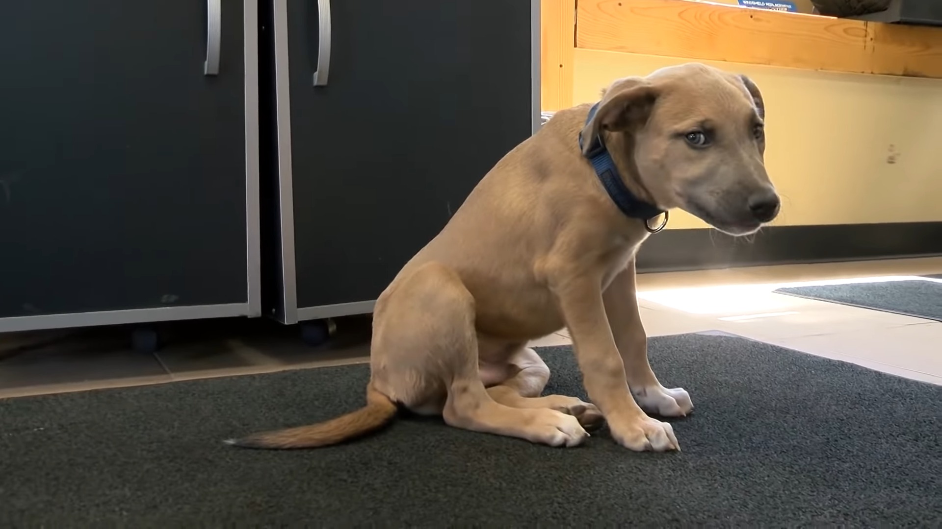 tiny puppy