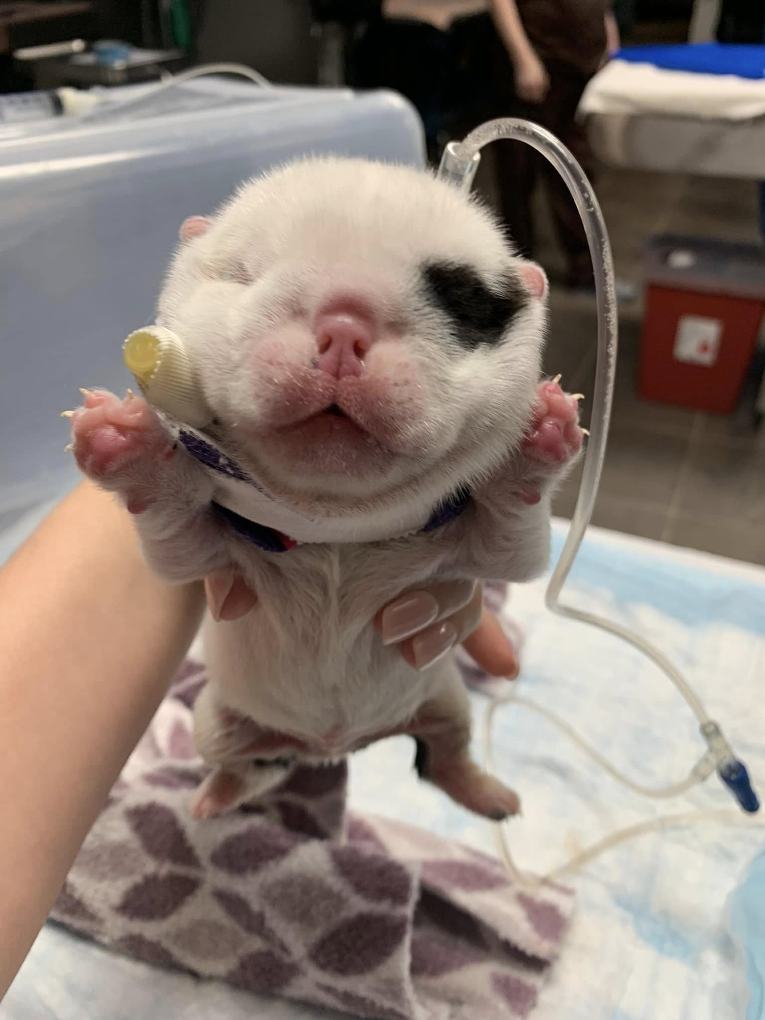 tiny puppy at the vet 
