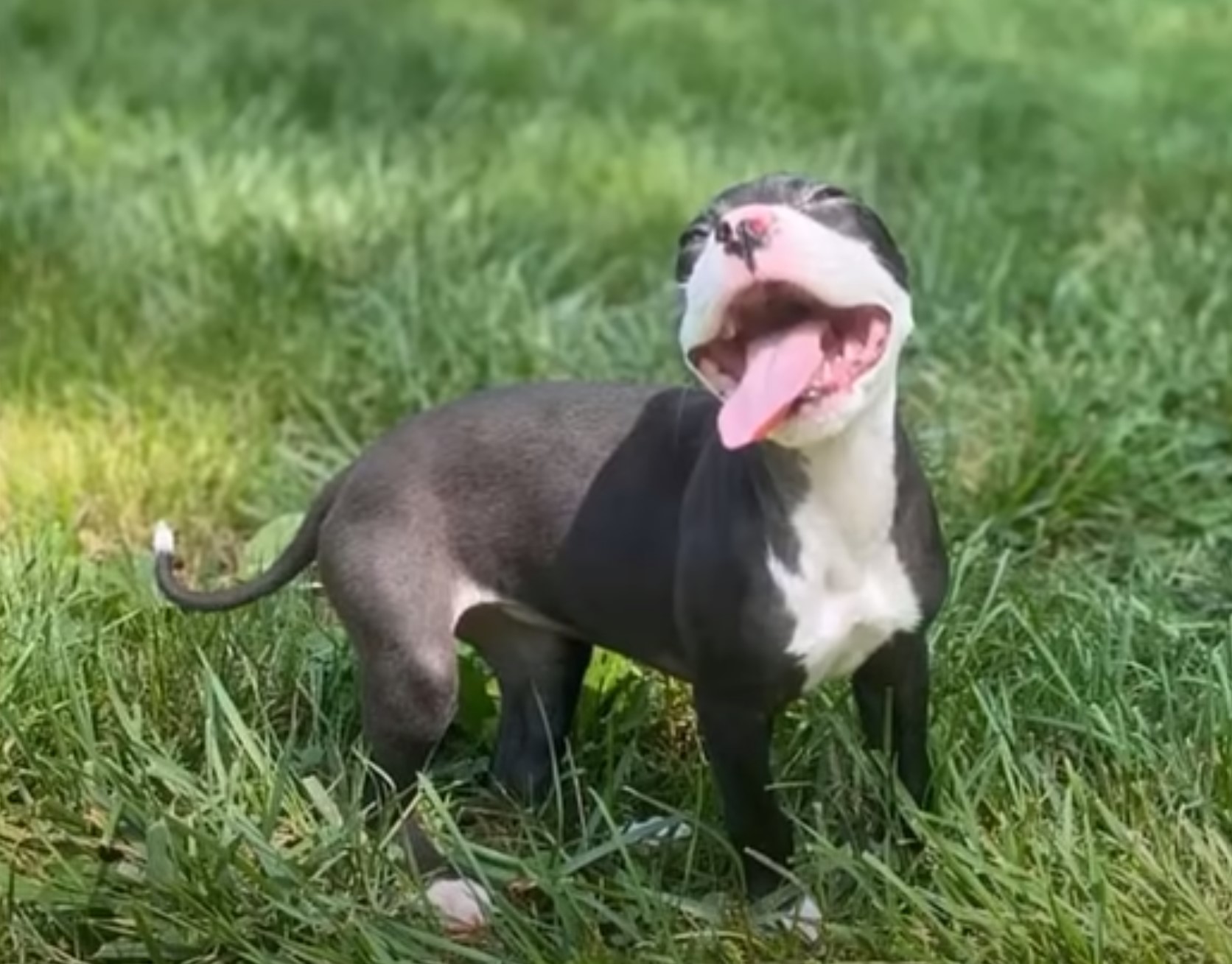 tiny puppy outside