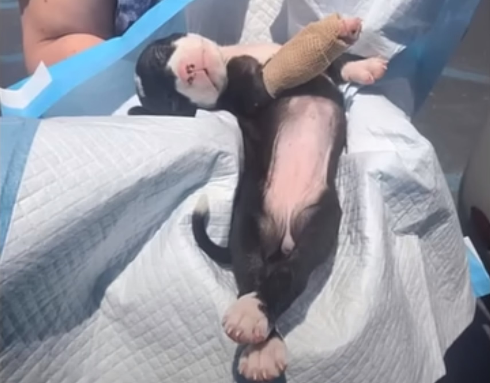 tiny puppy