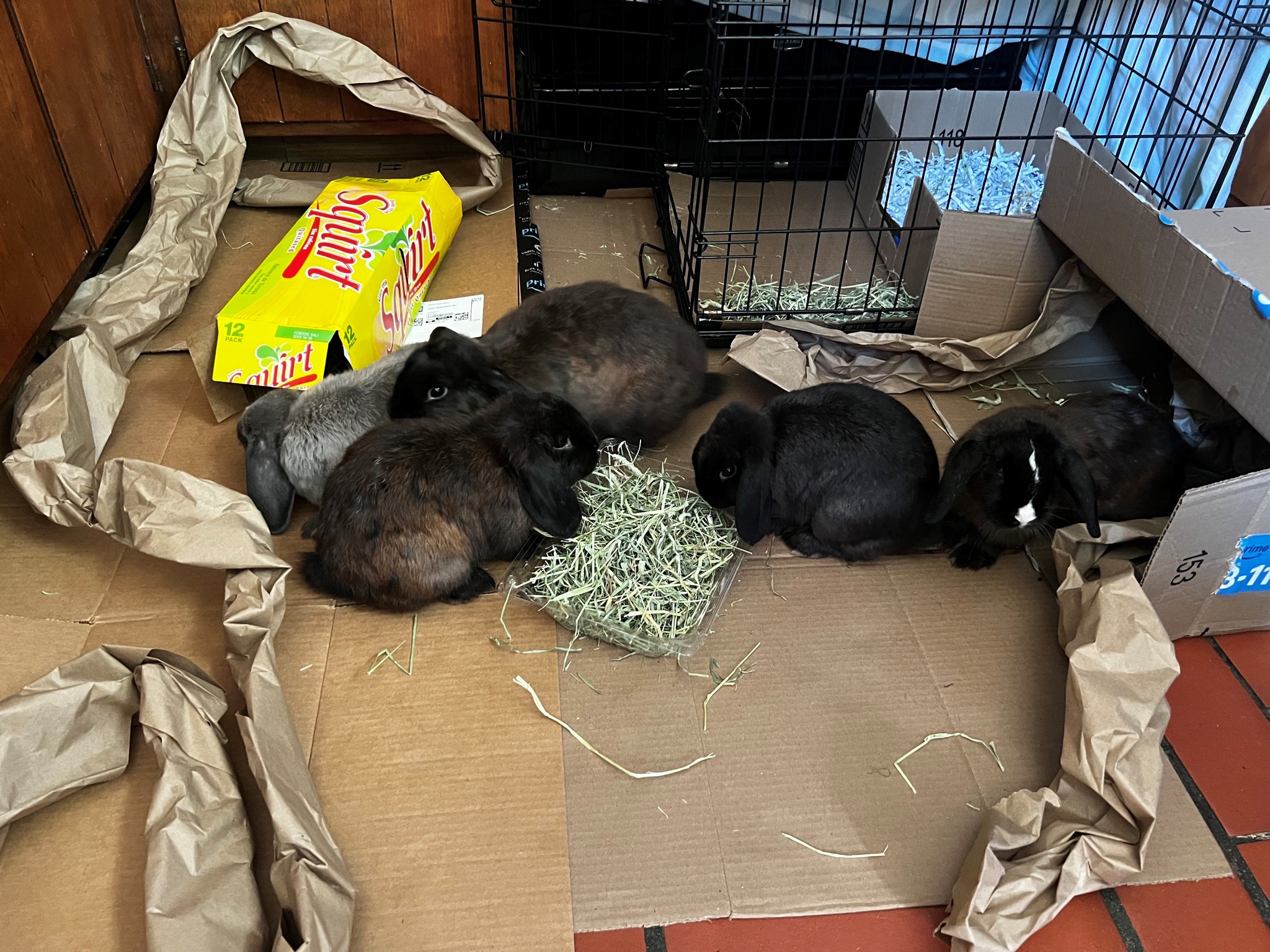 tiny rabbits