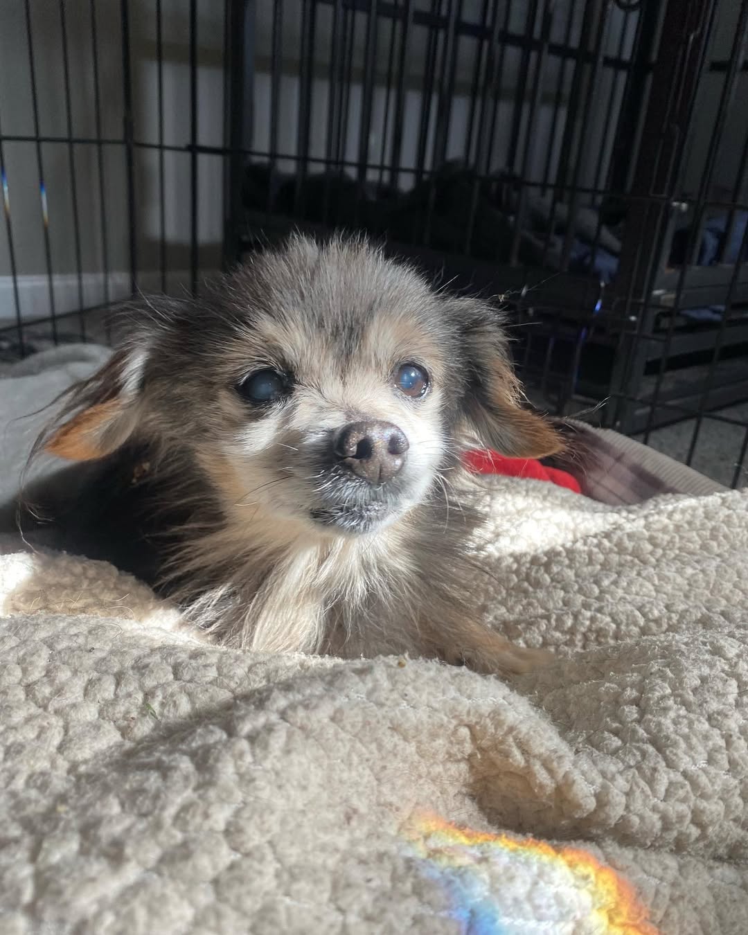 tiny senior dog in a blanket