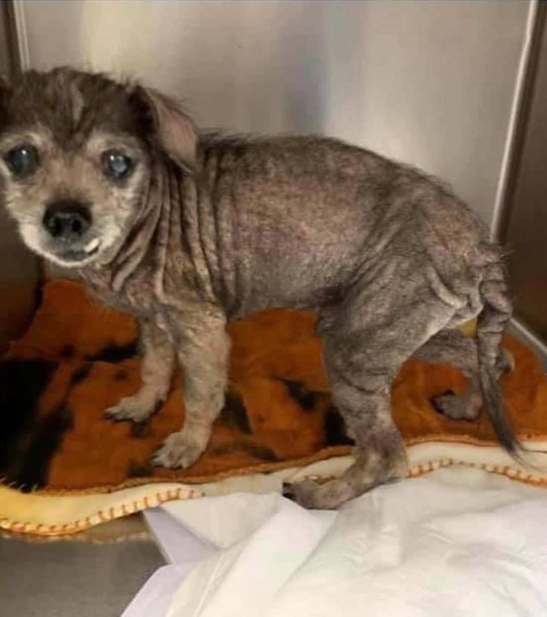 tiny senior dog in a crate