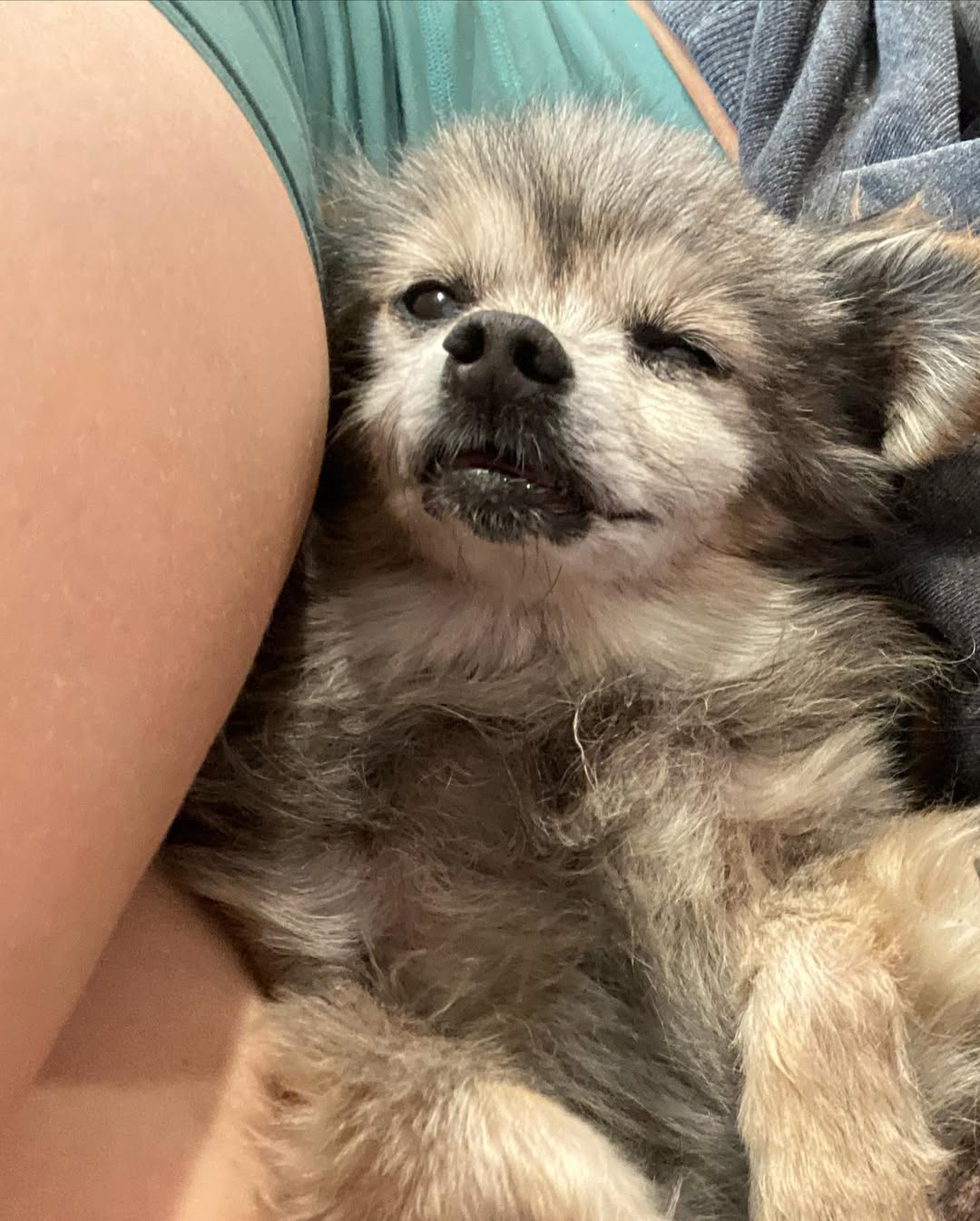 tiny senior dog in a lap