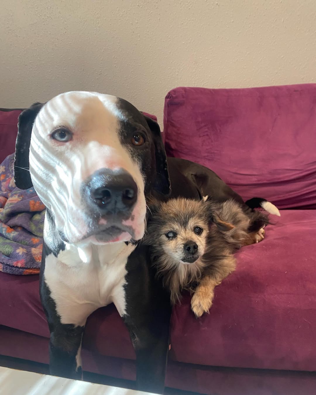 tiny senior dog with a big dog