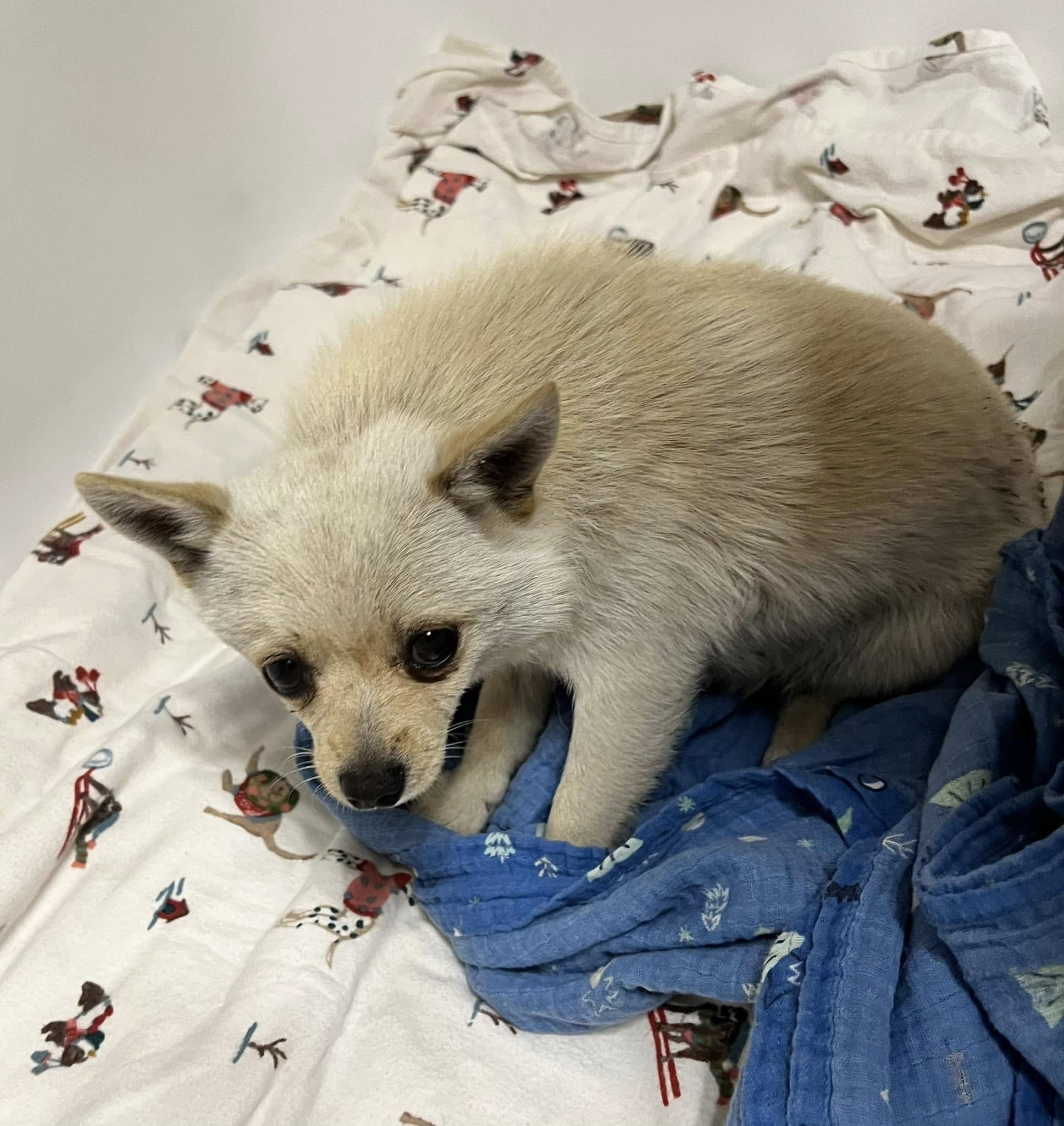 tiny white dog