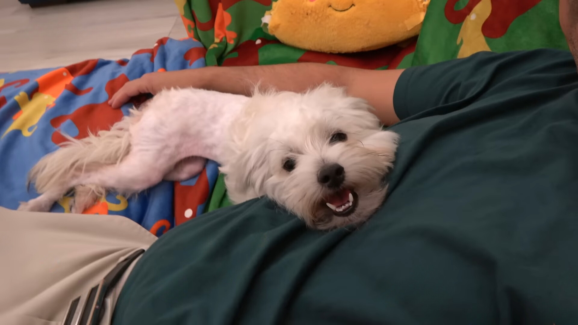 tiny white rescue dog