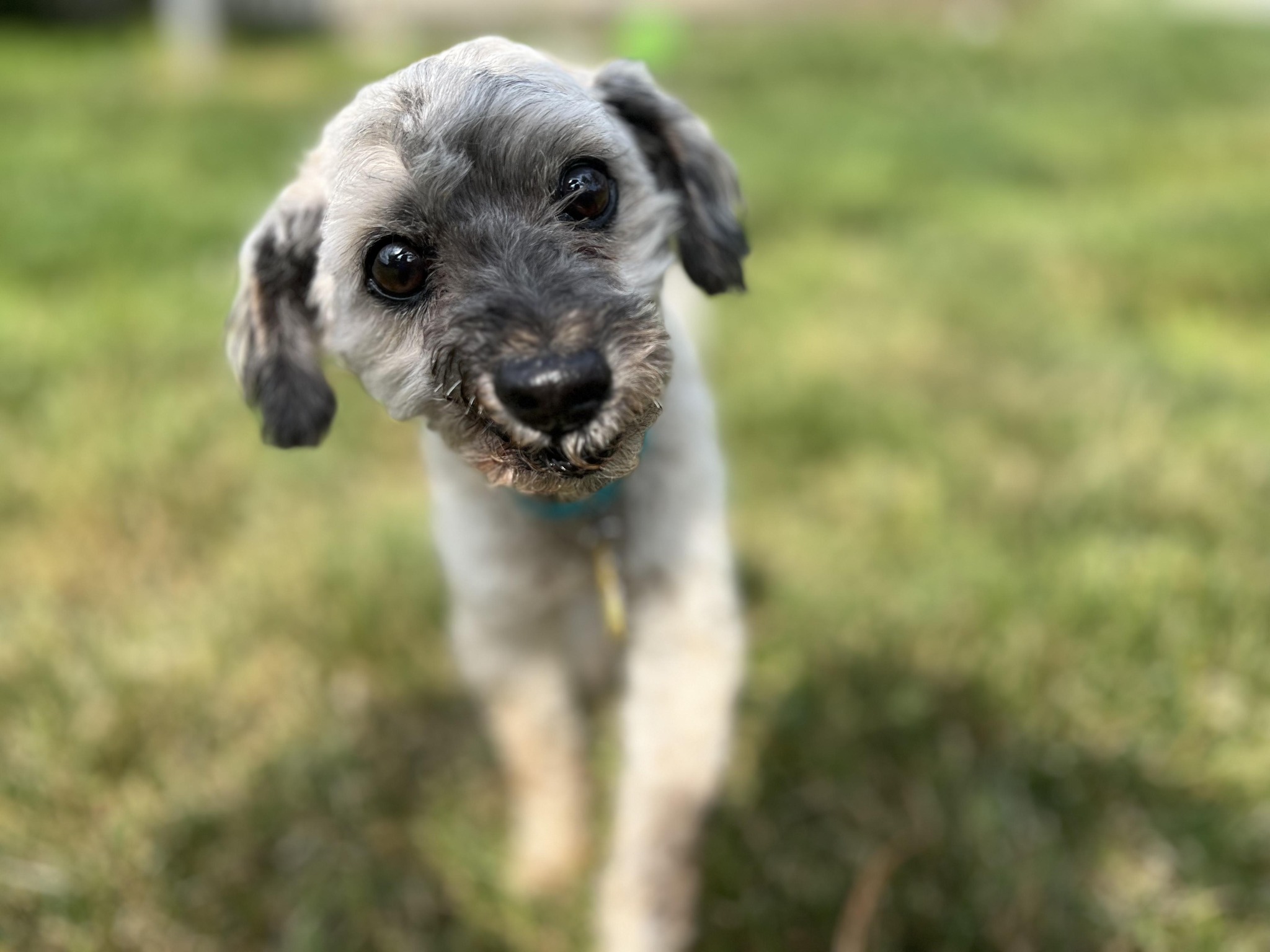 toothless rescue pup
