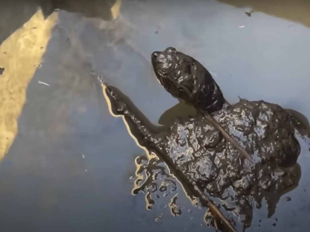 turtle in the woods 