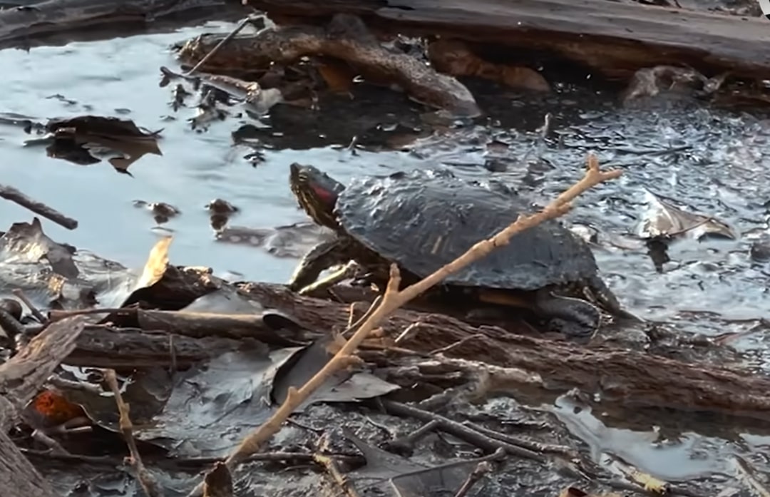 turtle in water 