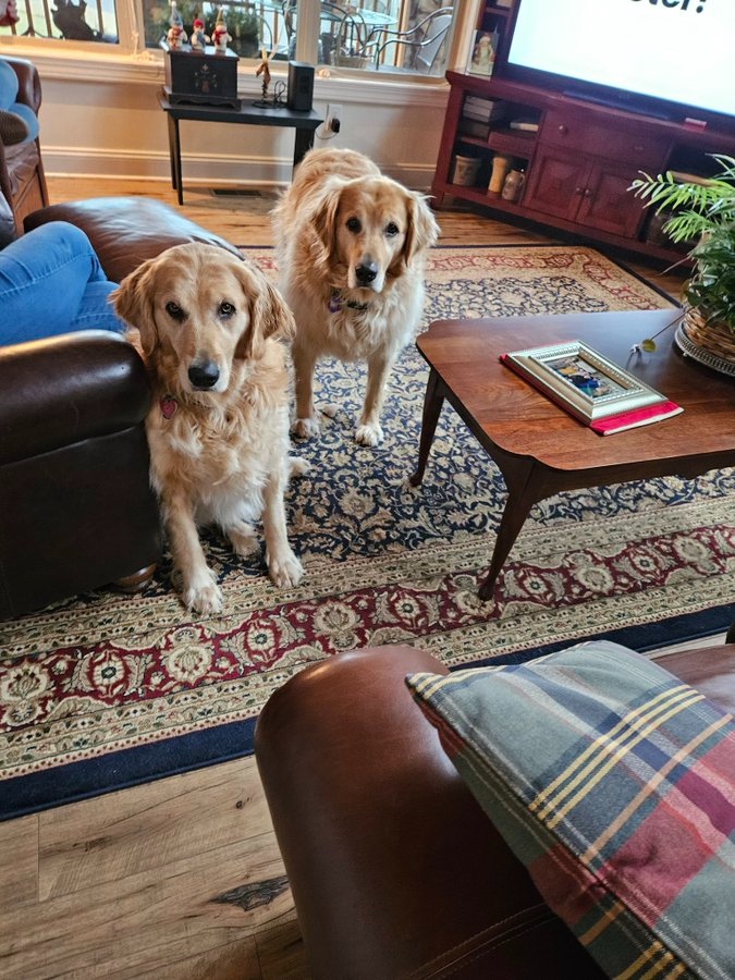 two Golden Retrievers