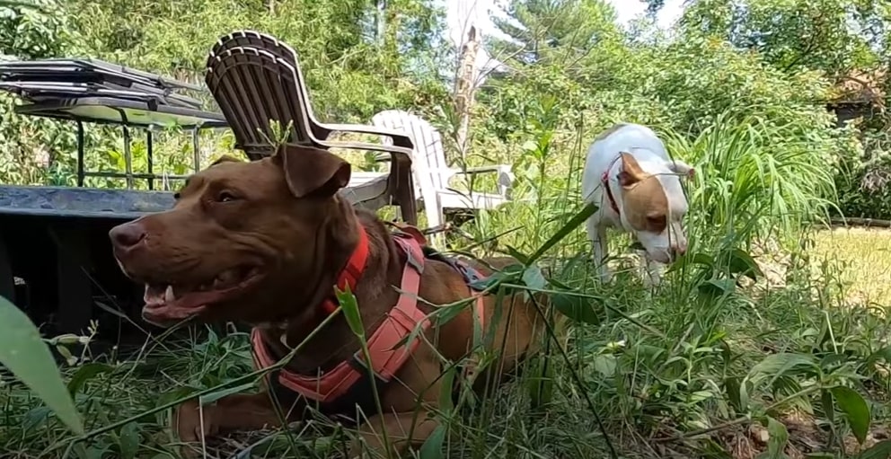 two adopted dogs