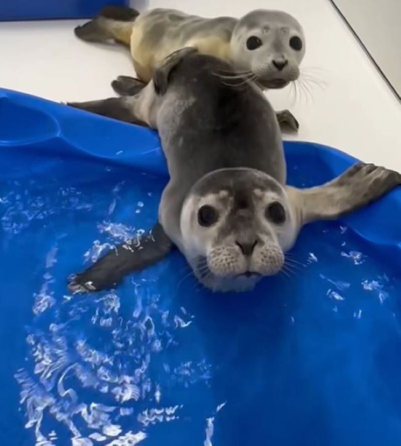 two baby seals