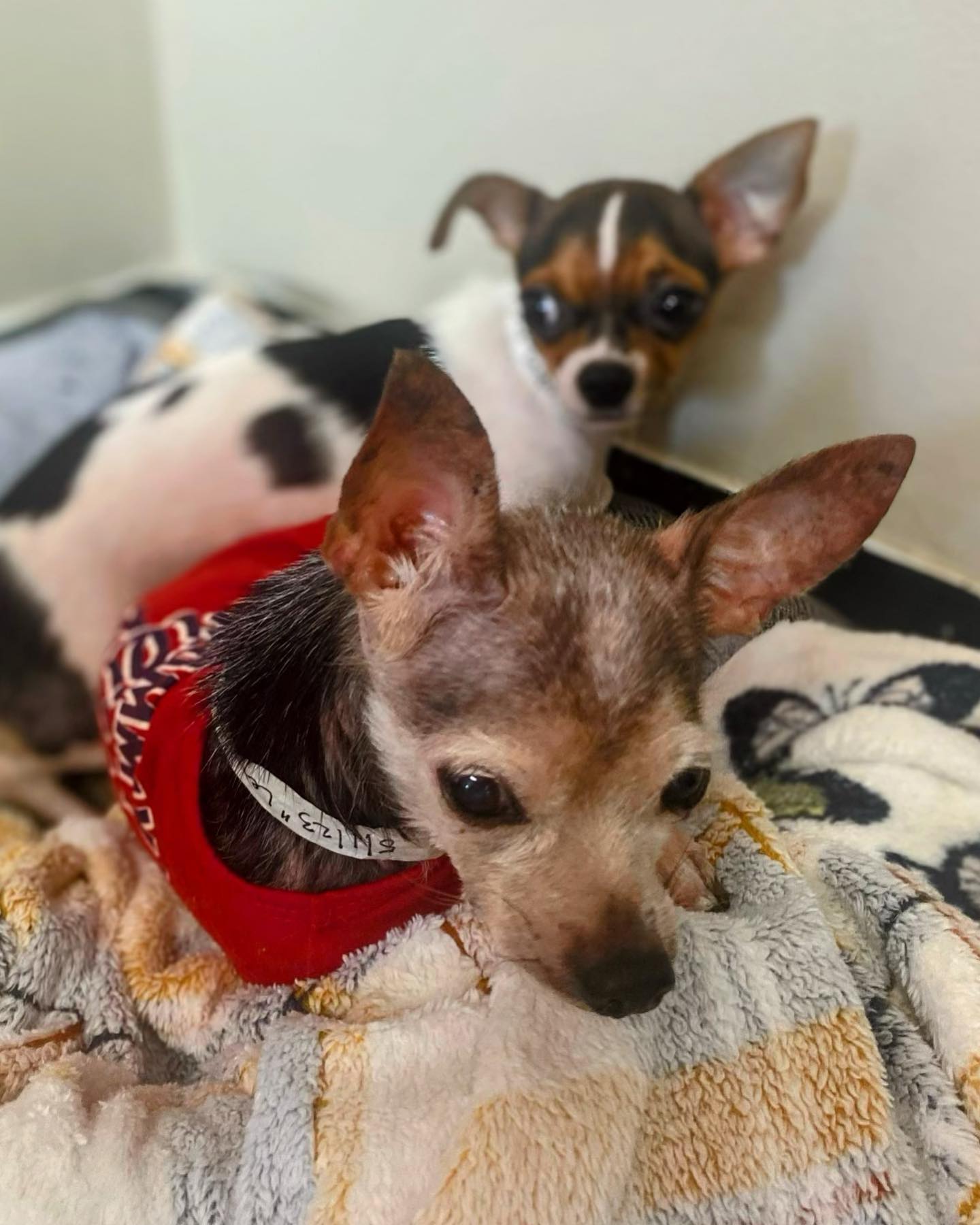 two cute chihuahuas