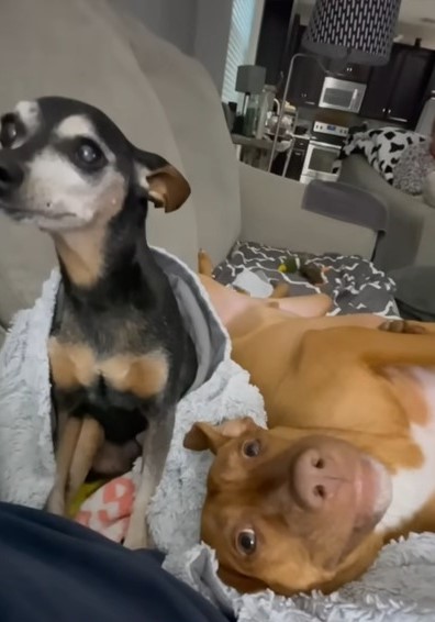 two cute dogs