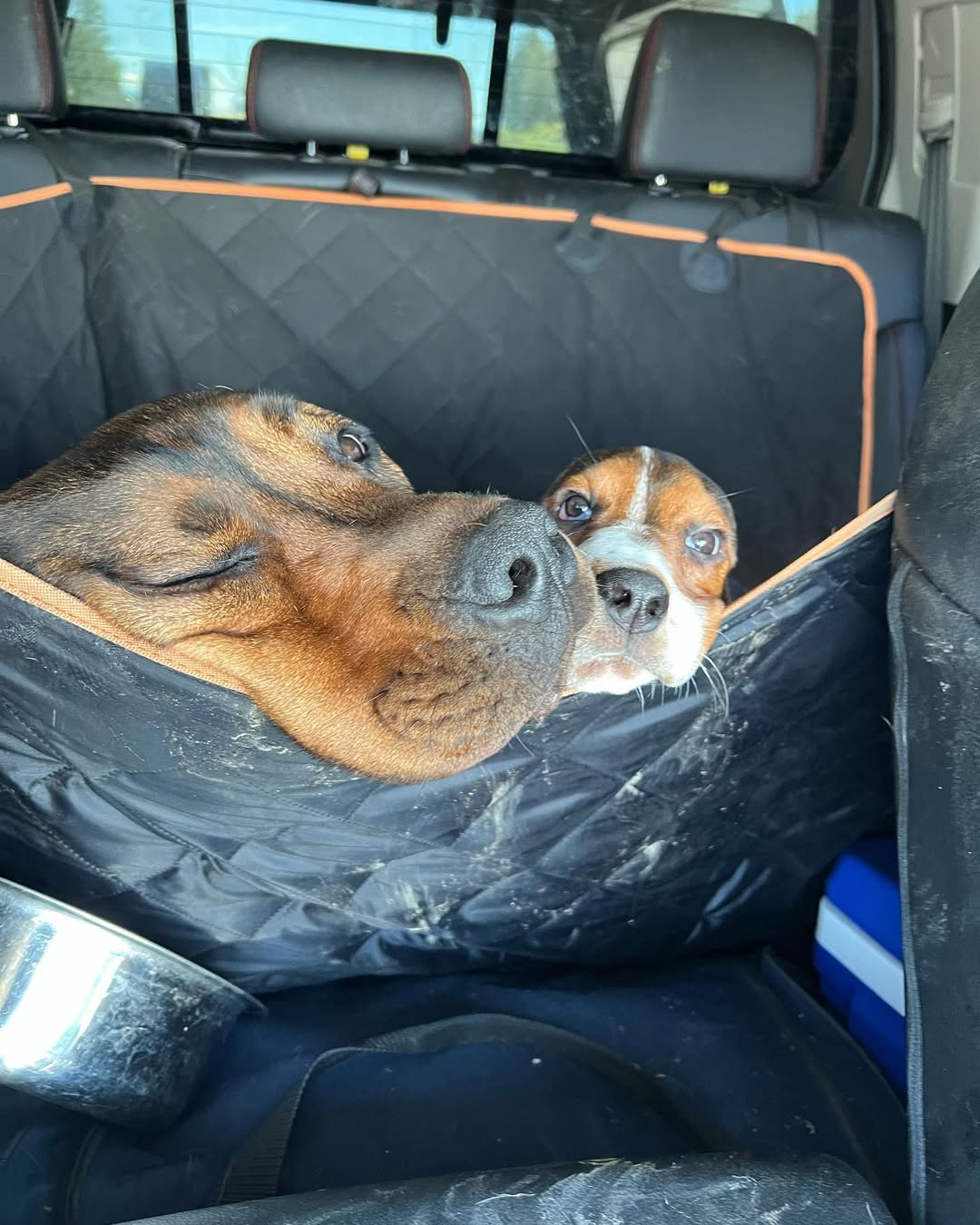 two cute dogs in car