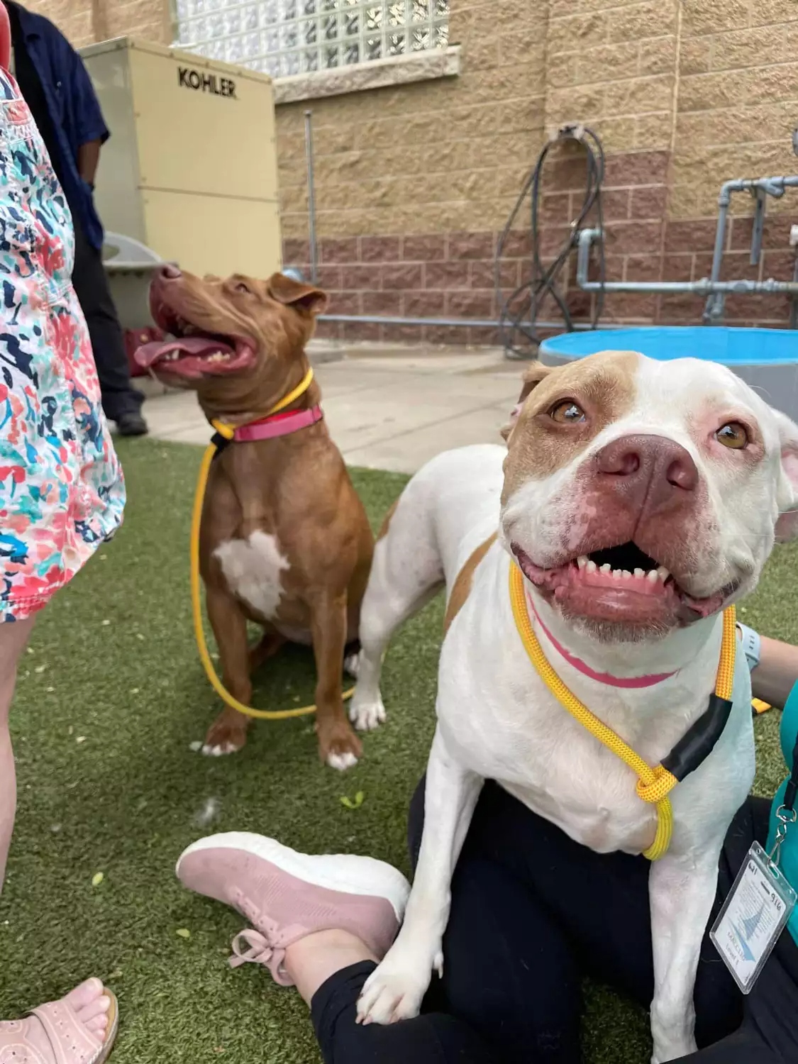 two cute dogs