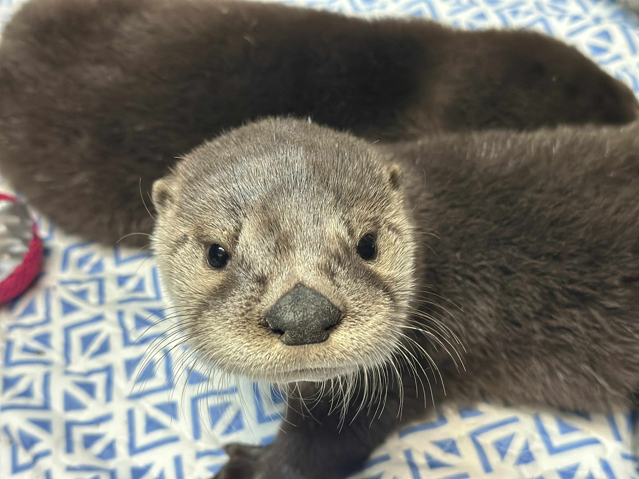 two cute otters