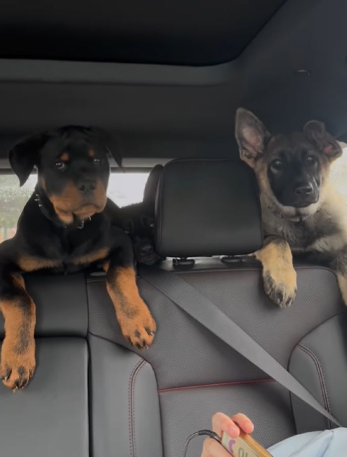 two cute puppies in car