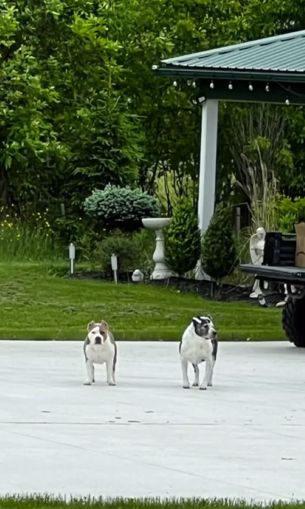 two dogs