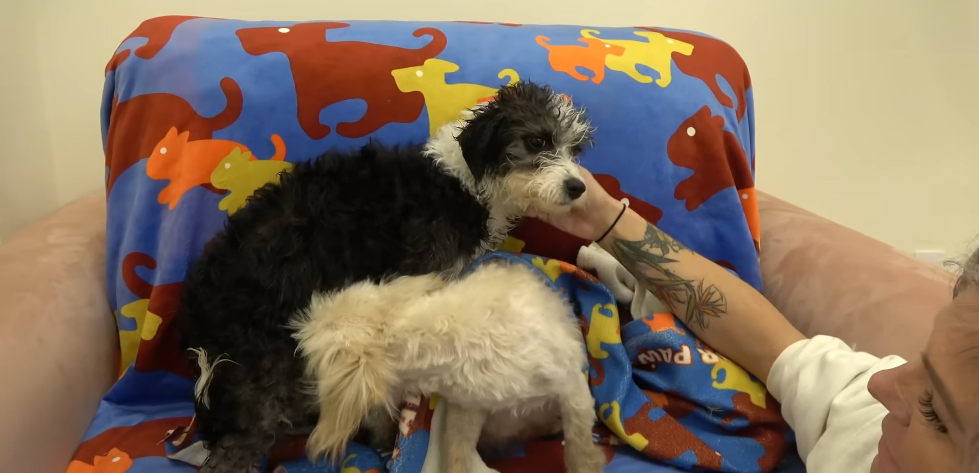 two dogs and owner