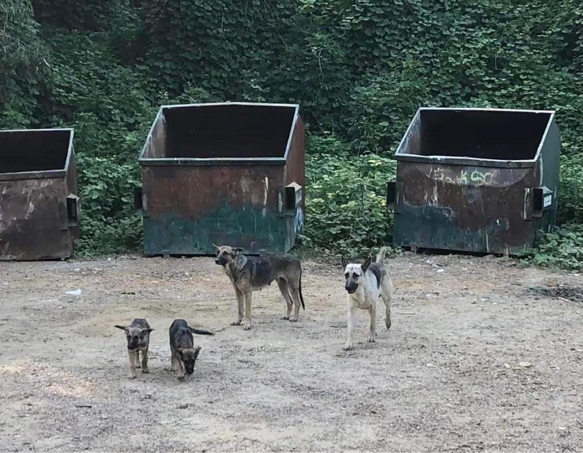 two dogs and two puppies