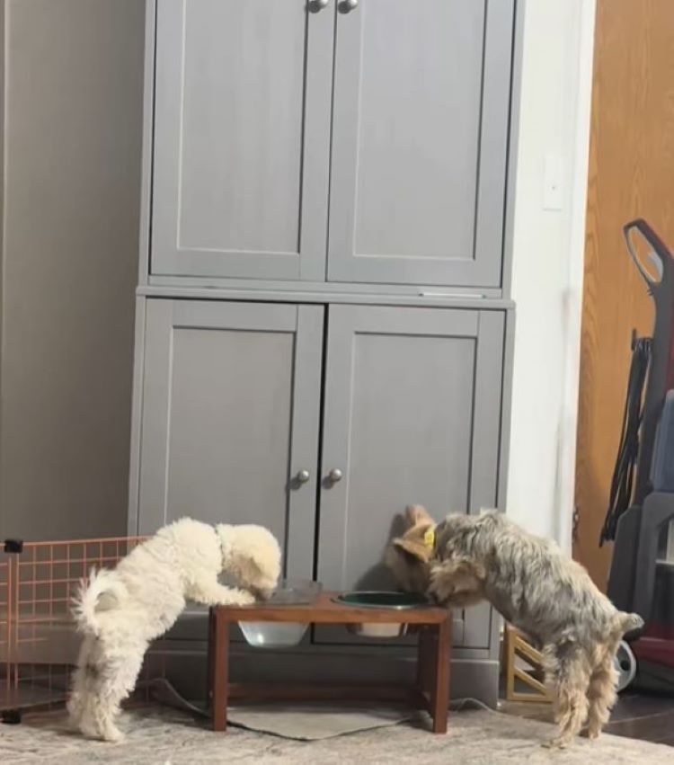 two dogs drinking water