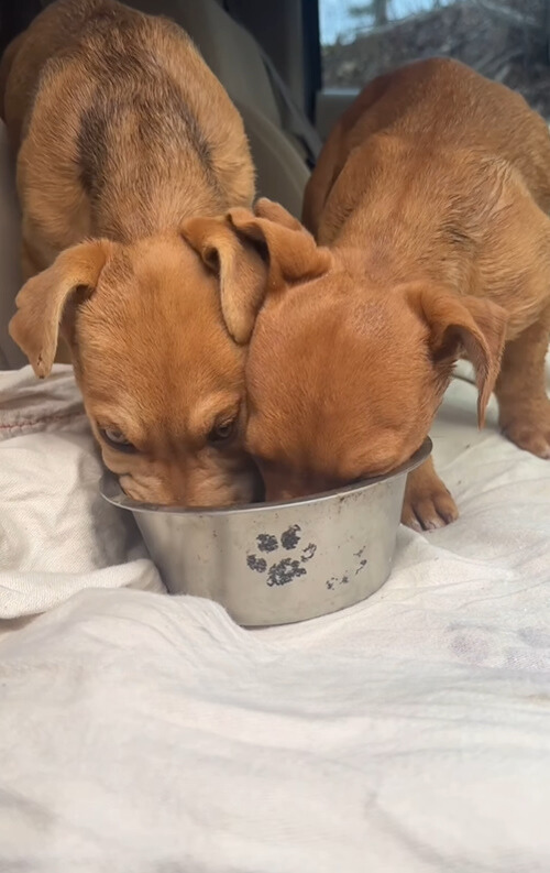 two dogs eating from the same bowl 