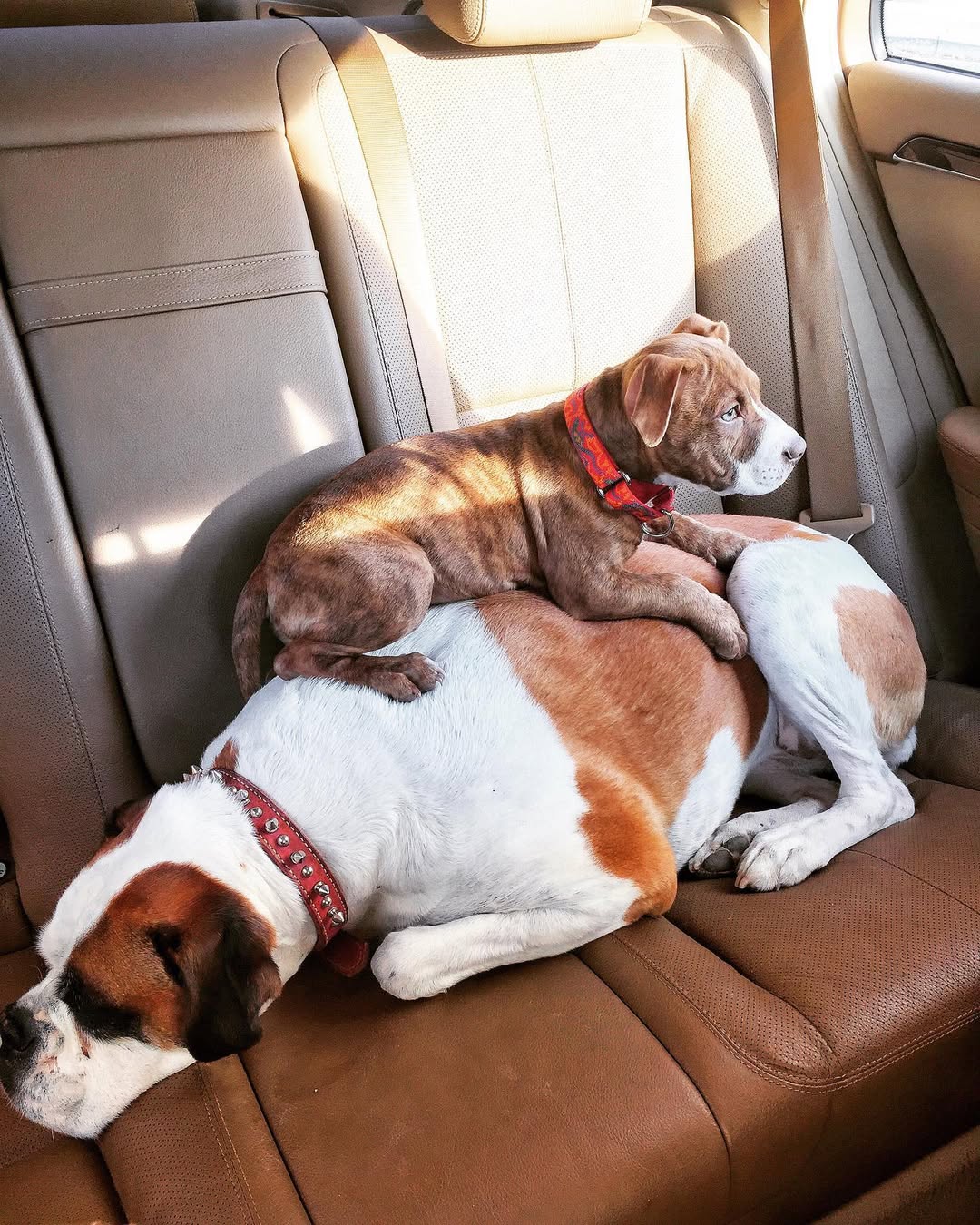 two dogs in car