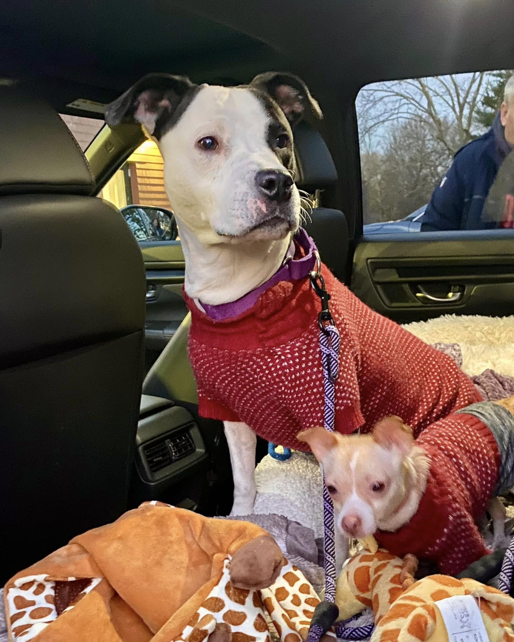 two dogs in car