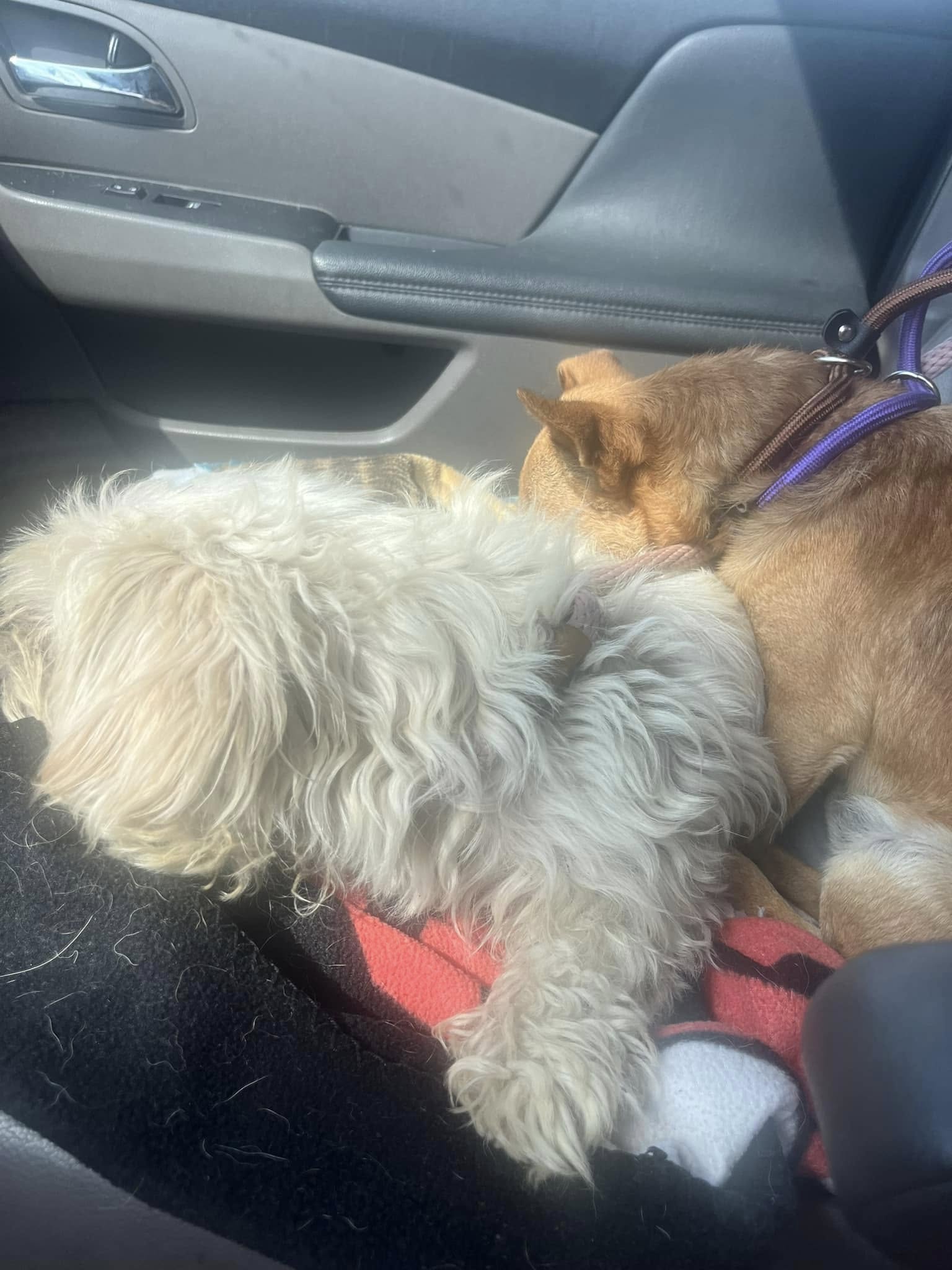 two dogs in car