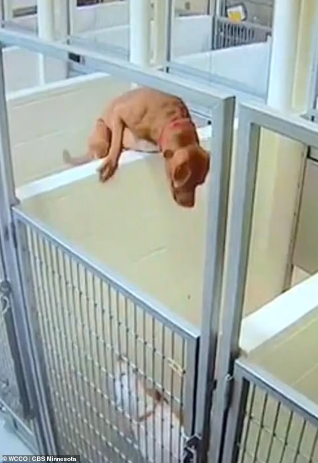 two dogs in cell