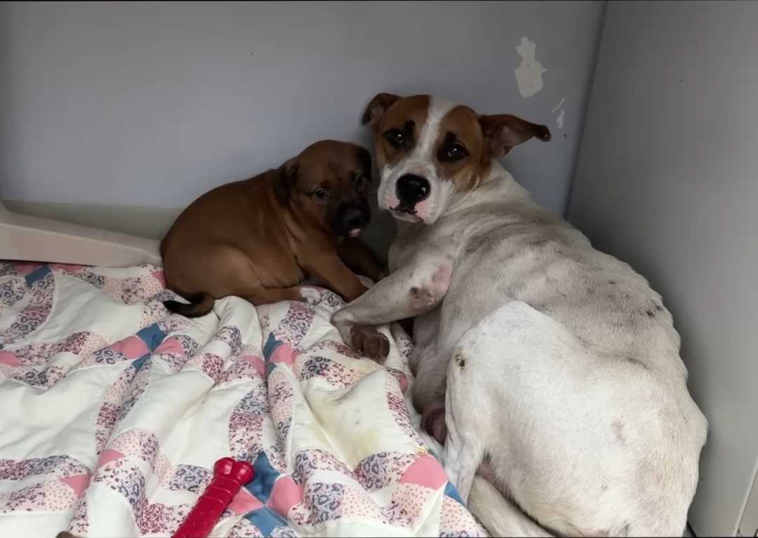 two dogs in corner