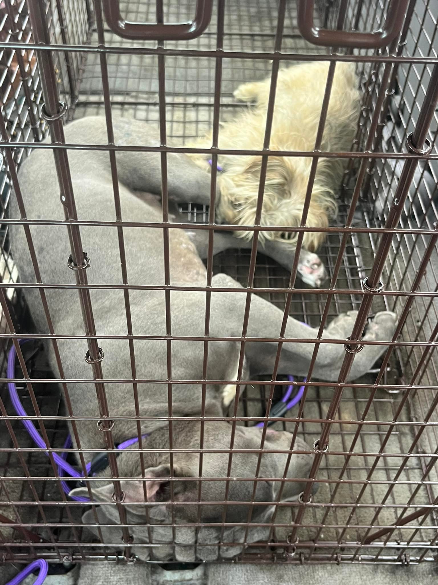 two dogs in crate