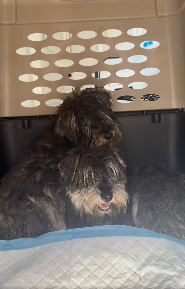 two dogs in crate