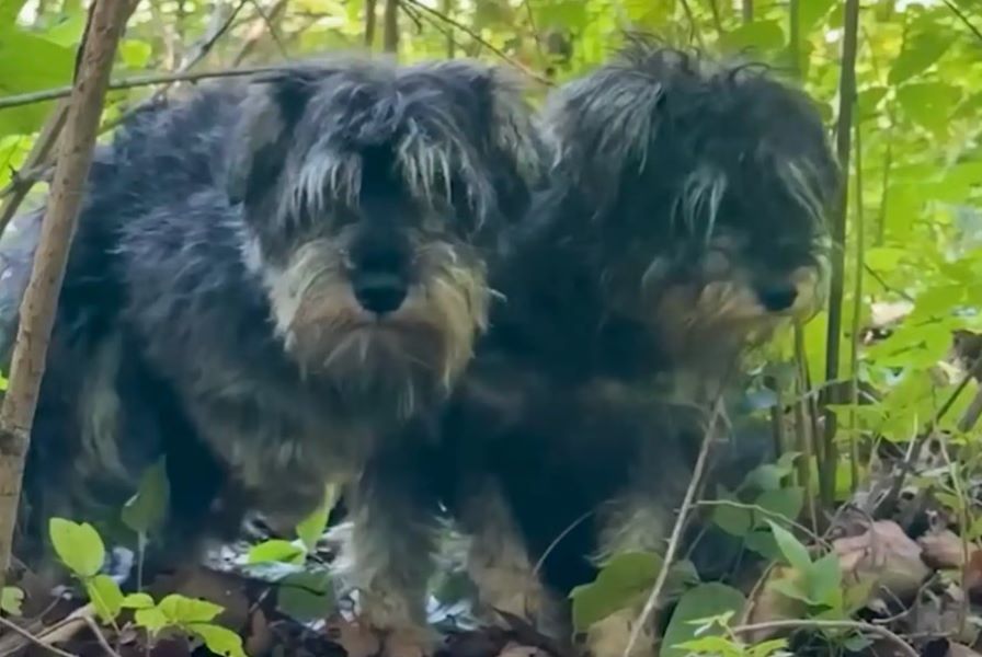 two dogs in forest