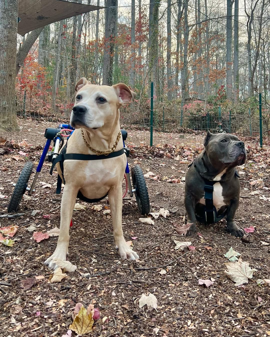 two dogs in forest