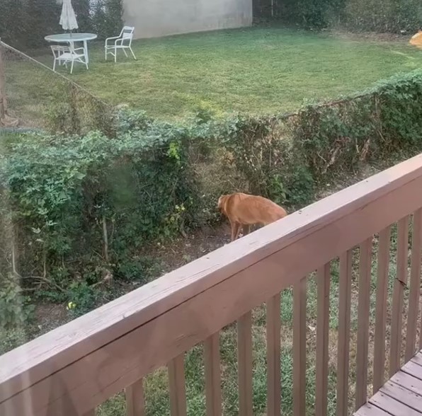two dogs in garden